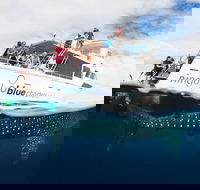 VIP luxury chartered escapes exploring the reef at your own pace - Accommodation Ballina