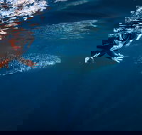 Deluxe WhaleShark Swim Tour on the Ningaloo Reef from Exmouth - Accommodation Ballina