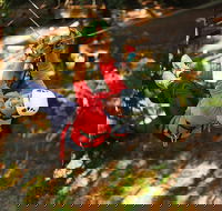 Trees Adventure Lane Poole Park - Treetop  Zipline Experience - Accommodation Ballina