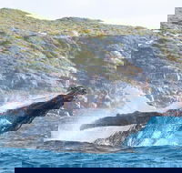 Jet Boat Whale Watching Safari from Dunsborough - Accommodation Ballina