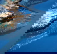 Ningaloo Whale Shark Swim on a Powerboat - Accommodation Ballina