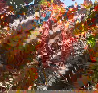 Swan Valley Winery Experience - Full Day Coach Tour - Accommodation Ballina