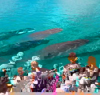 Humpback Whale Sunset Cruise - Accommodation Ballina