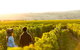 Margaret River Private Tour - thumb 2