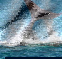 Whale-Watching Cruise and Hillarys Boat Harbour Day Trip from Perth - Accommodation Ballina