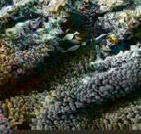 Muiron Island Dive  Snorkel Tour - Accommodation Ballina