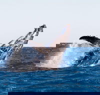 Turtle tours on the Ningaloo Reef Exmouth. 1/2 day cruise. - Accommodation Ballina