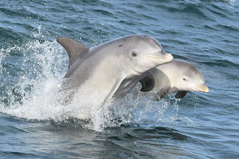 Mandurah Dolphin And Scenic Marine Cruise - Accommodation Ballina 12