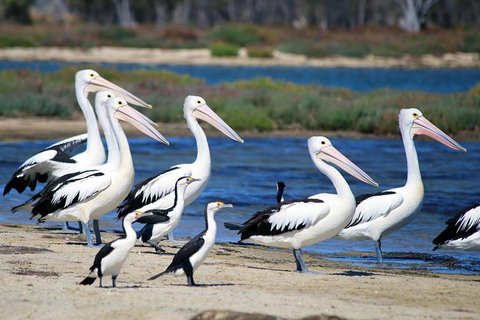 Mandurah Dolphin And Scenic Marine Cruise - Accommodation Ballina 7