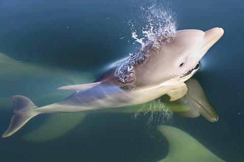 Mandurah Dolphin And Scenic Marine Cruise - Accommodation Ballina 4