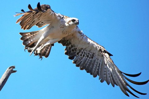 Mandurah Dolphin And Scenic Marine Cruise - Accommodation Ballina 11