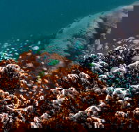 Ningaloo Reef or Muiron Islands Snorkeling and Wildlife Adventure - Accommodation Ballina