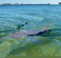 Bunbury Dolphins Discovery Tour - Fly From Perth - Accommodation Ballina