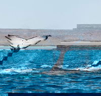 Ningaloo Reef Eco Tours - Accommodation Ballina