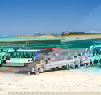 Penguin Island and Caversham Wildlife Park Day Trip From Perth - Accommodation Ballina