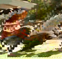 Very Best of Perth Tour - Wildlife Park  City Highlights Tour - Accommodation Ballina