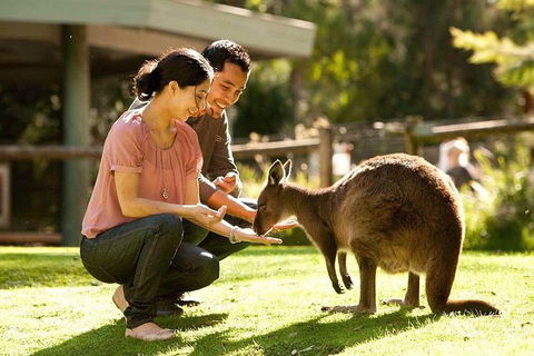 Very Best Of Perth Tour - Wildlife Park & City Highlights Tour - Accommodation Ballina 0