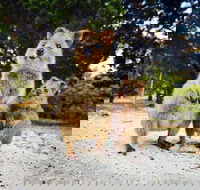 Rottnest Island All-Inclusive Grand Island Tour from Fremantle - Accommodation Ballina