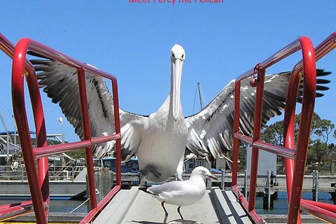 Kalgan Queen Scenic Cruises A Four Hour Sheltered Water Wildlife Tour Daily Fun. - Accommodation Ballina 4