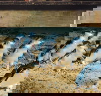 Half Day Phillip Island Penguin Parade PLUS Tour - Accommodation Ballina