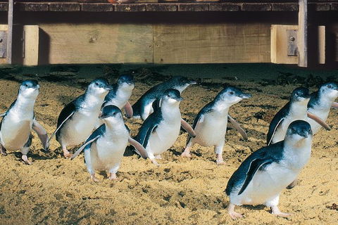 Half Day Phillip Island Penguin Parade PLUS Tour - Accommodation Ballina 0