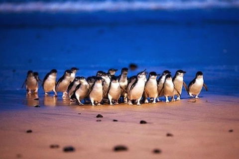 Half Day Phillip Island Penguin Parade PLUS Tour - Accommodation Ballina 1