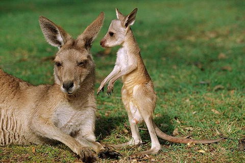 HEALESVILLE SANCTUARY ZOOBUS - MELBOURNE CITY RETURN - Accommodation Ballina 0