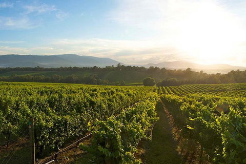 Yarra Valley Unique Experience - Accommodation Ballina 3