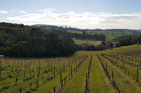 Yarra Valley Winery Private Tour - Accommodation Ballina 0