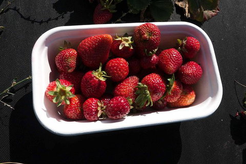 Agrarian Kitchen Eatery And Derwent Valley Gourmet Food Tour - Accommodation Ballina 8