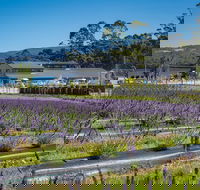 Private Tasman Peninsula Cruise Ship Tour from Port Arthur - Accommodation Ballina