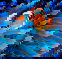 5-Day Best of Cairns with Daintree Kuranda and Great Barrier Reef - Accommodation Ballina