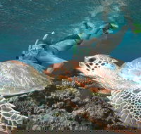 Great Barrier Reef Sailing and Snorkeling Cruise from Port Douglas - Accommodation Ballina