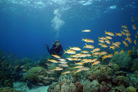 Poseidon Outer Great Barrier Reef Snorkeling And Diving Cruise From Port Douglas - Accommodation Ballina 6