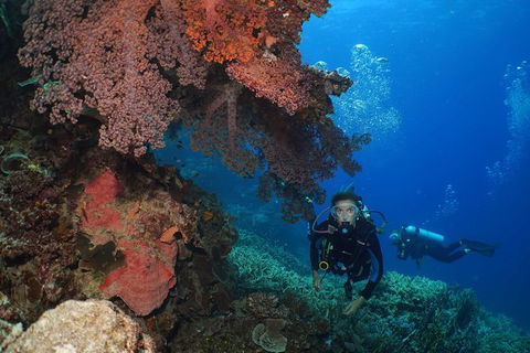 Poseidon Outer Great Barrier Reef Snorkeling And Diving Cruise From Port Douglas - Accommodation Ballina 8