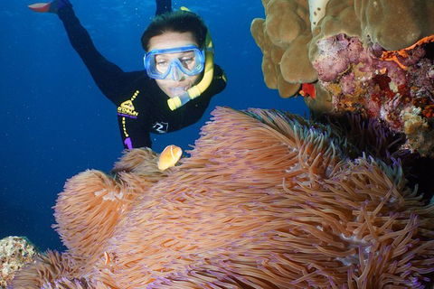 Poseidon Outer Great Barrier Reef Snorkeling And Diving Cruise From Port Douglas - Accommodation Ballina 4