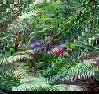 Full Day Daintree Rainforest and Mossman Gorge Tour - Accommodation Ballina