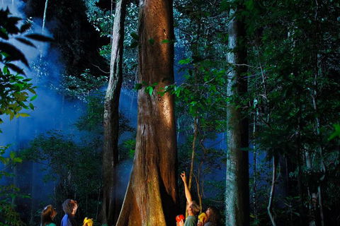 Daintree Rainforest Night Walk From Cape Tribulation - Accommodation Ballina 1