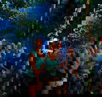 Daintree Rainforest Night Walk from Cape Tribulation - Accommodation Ballina