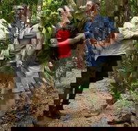 Mossman Gorge Dreamtime Walk and Low Isles Snorkeling and Sailing Cruise - Accommodation Ballina