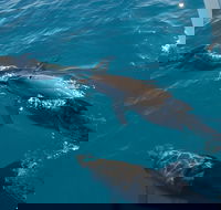 Fraser Island  Dolphin Sailing Adventure - Accommodation Ballina