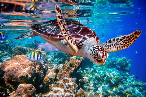 2-Night Whitsunday Islands All-Inclusive Sailing Tour From Airlie Beach - Accommodation Ballina 7