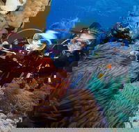 Quicksilver Dive 4 Day PADI Learn to Dive Course - Accommodation Ballina