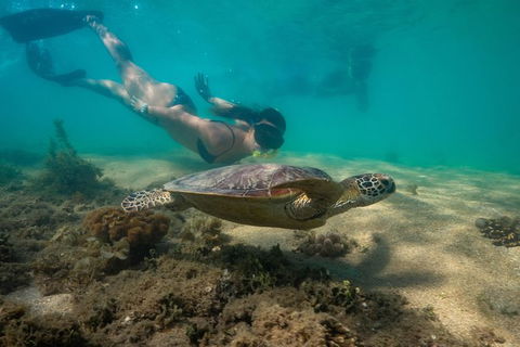 Half Day Low Isles Snorkelling Tour From Port Douglas - Accommodation Ballina 6