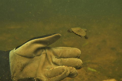 Rainforest Platypus Night Dive (Certified Divers Only Once Day Dive Completed) - Accommodation Ballina 9