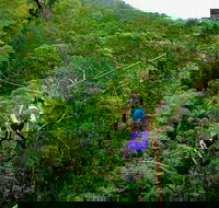 Tamborine Mountain Daily Service Treetop Challenge and Thunderbird Park - Accommodation Ballina