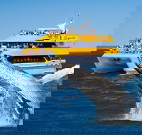 Spirit of Hervey Bay Whale Watching Cruise - Accommodation Ballina