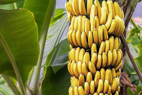 Atherton Tablelands Small-Group Food & Wine Tasting Tour From Port Douglas - Accommodation Ballina 28