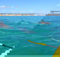 Half-Day Kayak with Dolphins and 4WD Beach Drive from Rainbow Beach - Accommodation Ballina