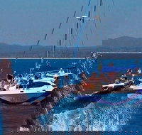 Blue Dolphin Exclusive Whale Watch Encounters - Accommodation Ballina